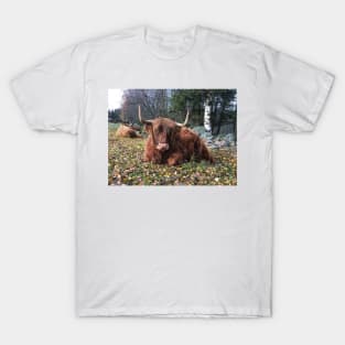 Scottish Highland Cattle Cow 2142 T-Shirt